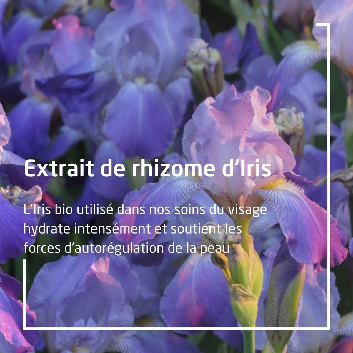 Skin Care-Iris Hydrating Night Cream Weleda 1 oz Cream